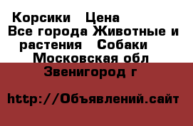 Корсики › Цена ­ 15 000 - Все города Животные и растения » Собаки   . Московская обл.,Звенигород г.